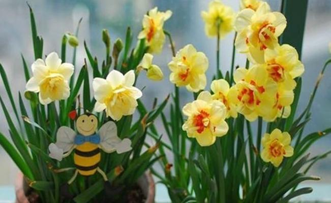 水仙花开的季节和月份（探秘水仙花的盛开时节和栽培技巧）