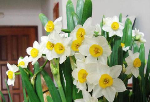 水仙花的开花时间及花期特点（揭秘水仙花的生长规律与护理技巧）