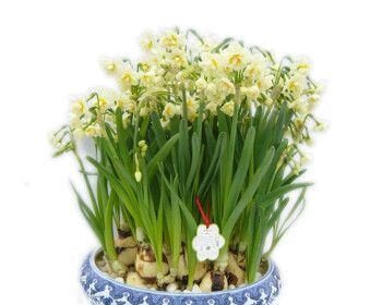 了解水仙，让你的花园更美丽（了解水仙）