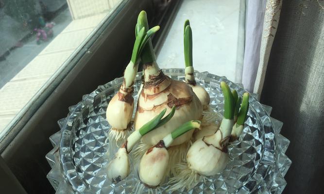 如何有效防止水仙徒长（水仙徒长的原因和对策）