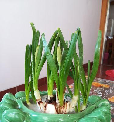 水仙养护小百科（了解水仙的毒性和室内养护技巧）