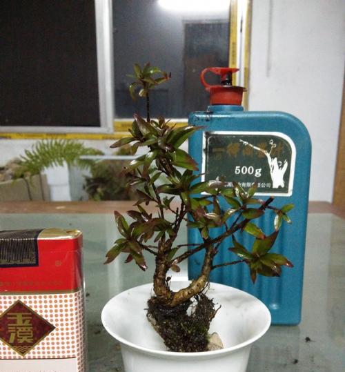 水养水杨梅，健康又美味（如何在家中水养水杨梅）