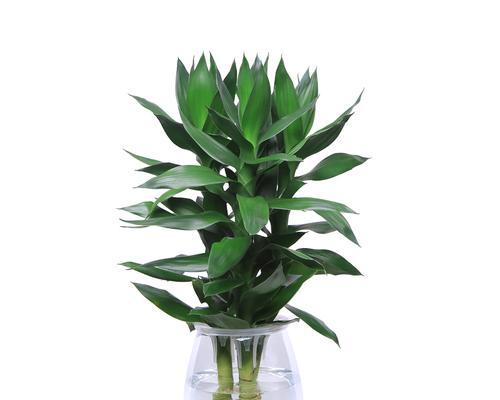 水养植物的全面指南（掌握这些技巧）