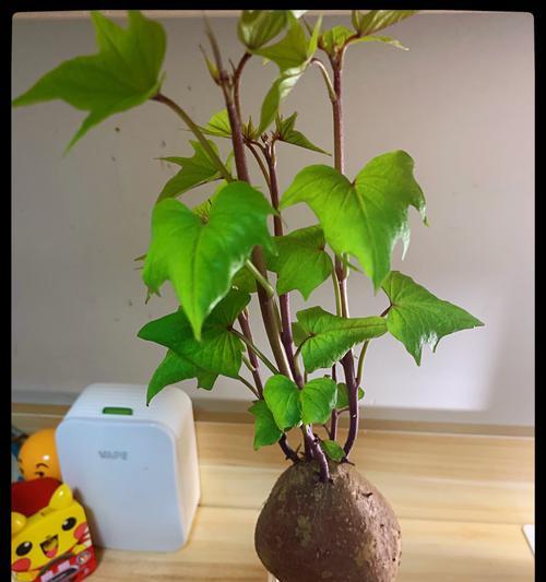 水养红薯长势喜人的技巧（如何让水养红薯高产、繁茂）
