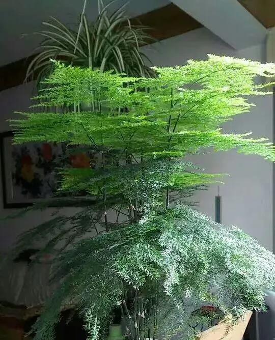 如何让文竹更旺盛生长（水养文竹的秘诀）