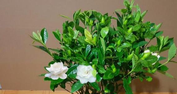 水养栀子花的家庭养法（从种植到养护全面指导）