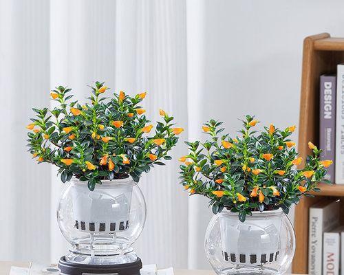 水栽植物养护指南（从光照、水质到施肥）