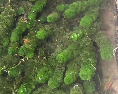 探究水藻的分类和特征（水藻是藻类植物吗）