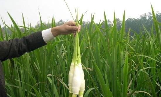 水中人参——一种独特的水生植物（探秘水中人参的生长环境）