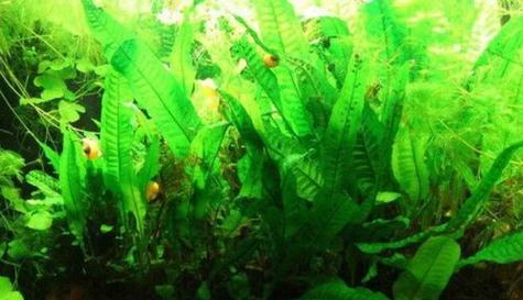 深入探究水中生长的植物（水中生长的植物种类及其特点）