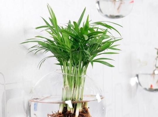 水中植物，绿色水景的佳选（探究水中养植物的妙处）