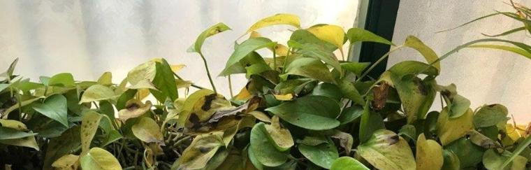 水竹叶子蔫了怎么办（教你如何救回憔悴的水竹）