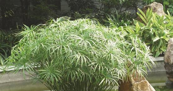 如何培养水竹，让它旺盛生长（水竹养护技巧分享）
