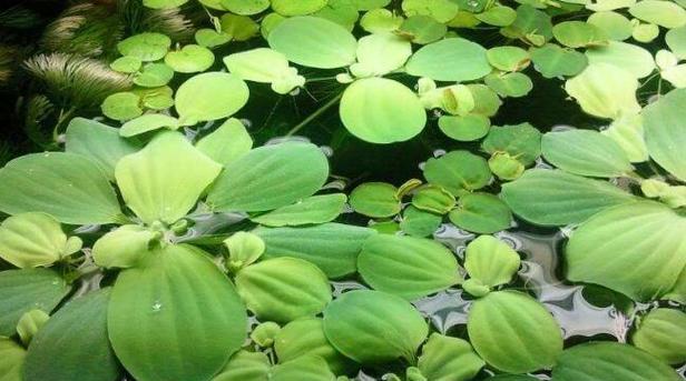 室内养吉利花，这些需要知道的事项（水芙蓉家里养吉利）