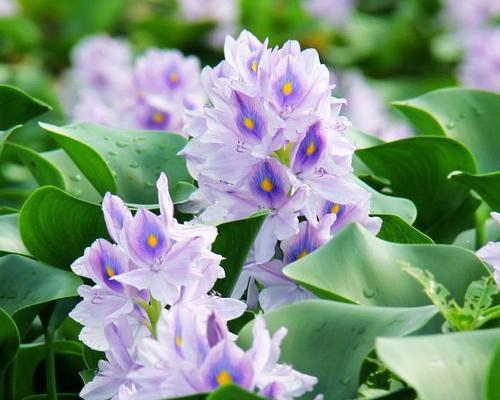 水芙蓉开花的魅力——观赏水芙蓉的诱人之处