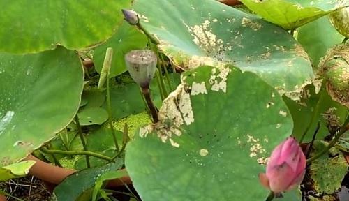 水芙蓉烂叶子怎么办（教你修剪水芙蓉）