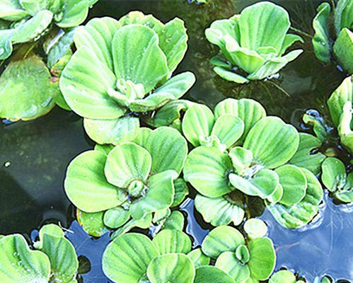 水芙蓉有毒吗？室内养护需要注意什么？