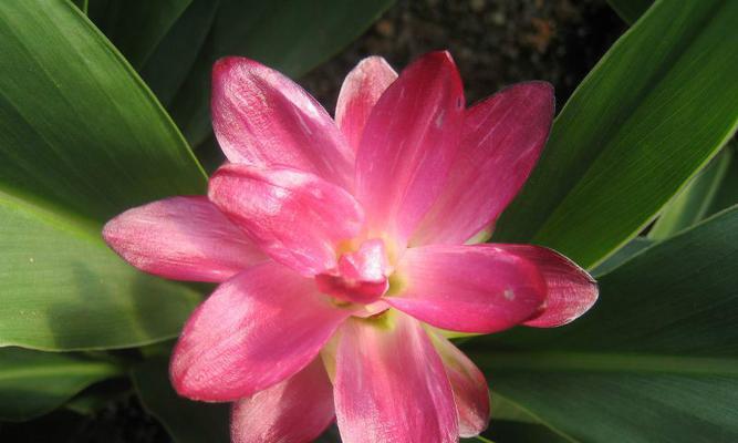 水芙蓉在室内养殖有毒吗（探究室内水芙蓉的毒性及影响）
