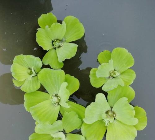 水芙蓉越冬养殖方法（了解水芙蓉的生长习性）