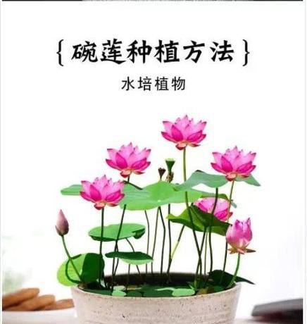 水芙蓉的养护与种植技巧（打造一个美丽的水生花园）