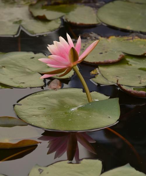睡莲开花期及观赏技巧（探秘睡莲春天开花之谜）