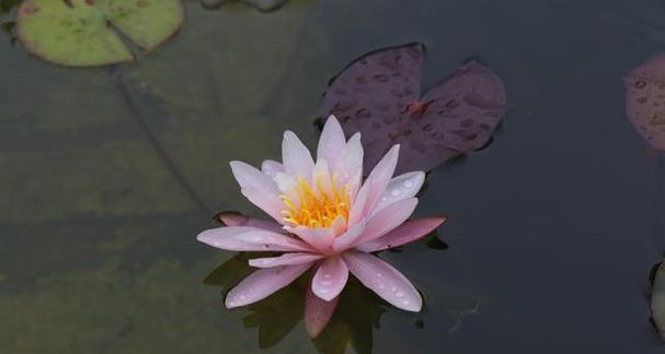 睡莲的象征意义（深入探究睡莲所代表的含义）