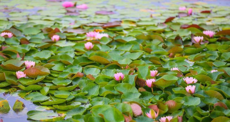 探秘睡莲的花期（一年四季的花卉美景）