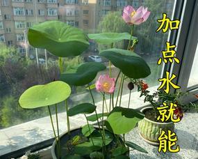 睡莲花的毒性及适宜的养殖环境（室内是否适合养殖睡莲花）