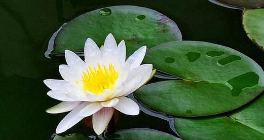 睡莲的花语与象征意义（解读睡莲）