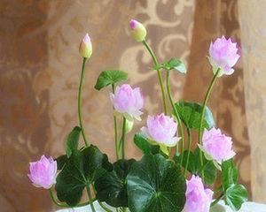 如何养护盆栽水培睡莲花（教你轻松打造美丽水培花园）
