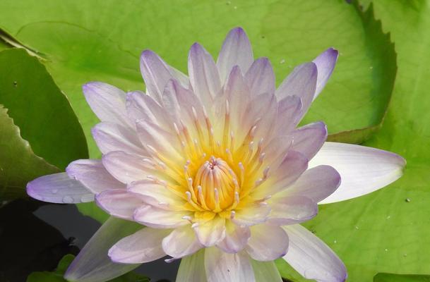 睡莲的开花时间（从春天到秋天）