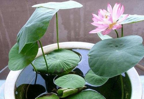 睡莲开花的奥秘（探寻睡莲开花的时间）