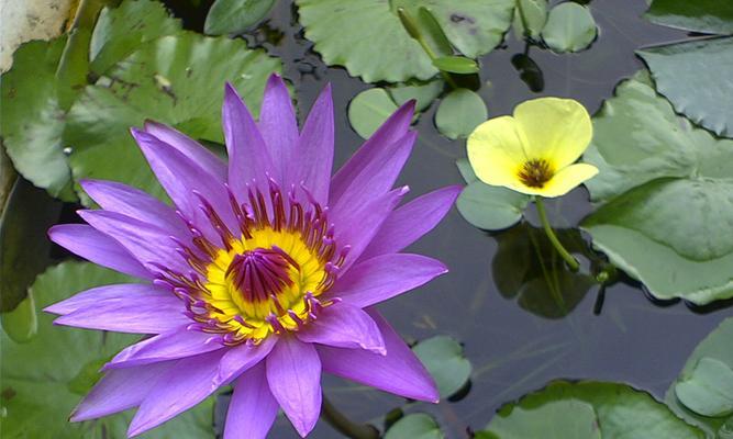 睡莲开花的温度条件（了解睡莲开花的温度限制）