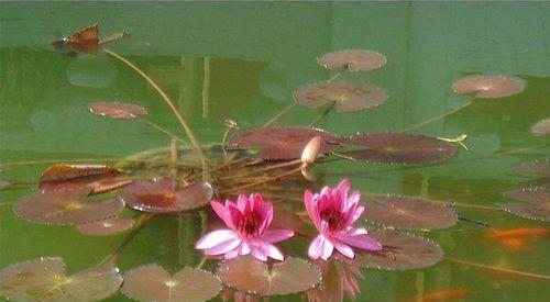 睡莲种植全攻略（从土壤到养护）