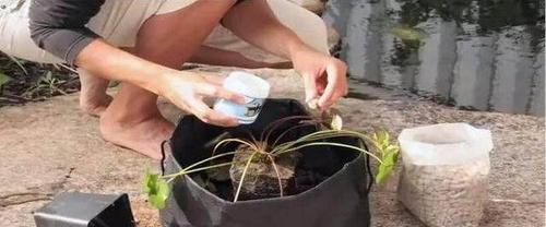 睡莲块茎繁殖与种植方法（掌握繁殖技巧）