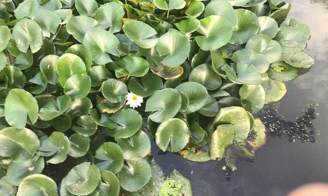睡莲烂叶子的原因和应对方法（水生植物养护技巧）