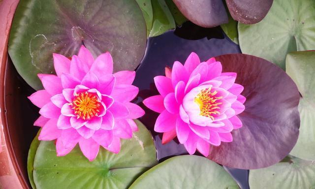 如何快速促进睡莲开花（掌握以下关键方法）