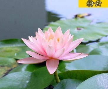 探秘睡莲生长环境及特点（水中娇美的花朵）