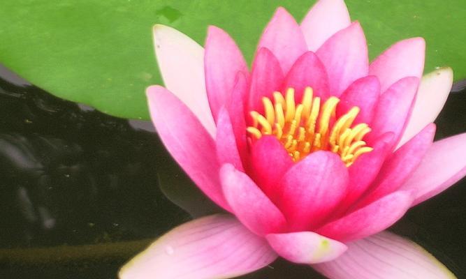 睡莲的生长环境与分布情况剖析（从水域到陆地）