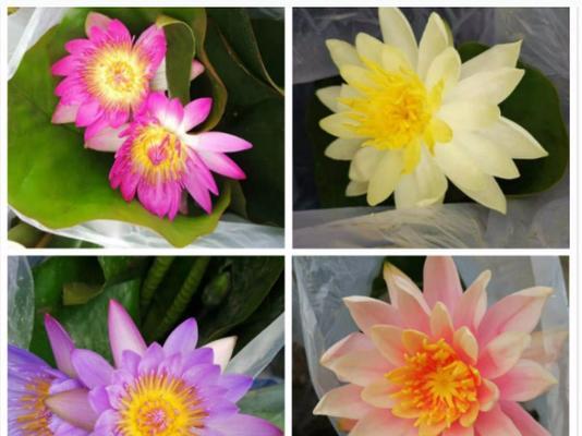睡莲开花季节（四季睡莲开花的月份和特点）