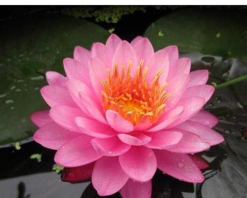 深入探究睡莲的开花季节（了解睡莲的开花时间及重要性）