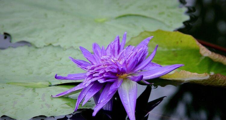 睡莲花的开花时间和闭合特征（什么时候睡莲开花）