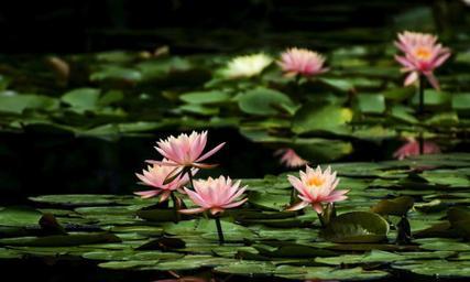睡莲——水中的花仙子（水中生命的奇迹）