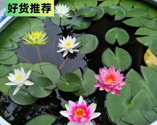 睡莲水培和土培哪种更好（分析不同种植方式的优缺点）