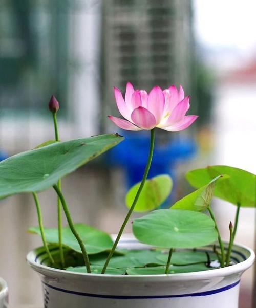 如何选择合适的盆栽种植万维莎睡莲（万维莎睡莲盆栽种植技巧及注意事项）