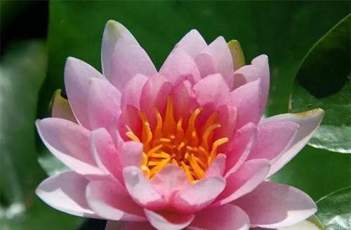 睡莲之美——探寻多彩花瓣（从几个角度了解睡莲花瓣的形态）