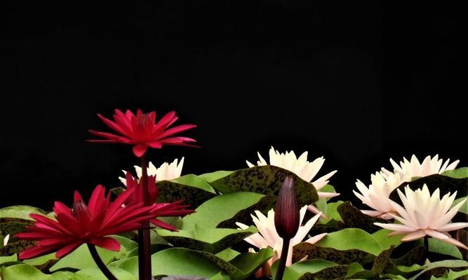 赏析睡莲花海（探寻睡莲的多彩世界）