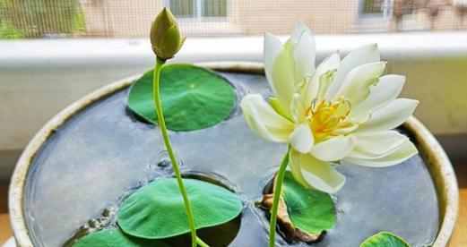 睡莲繁殖方法与注意事项（了解如何繁殖睡莲）