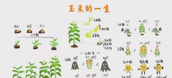 如何正确分株睡莲（睡莲分株步骤详解）