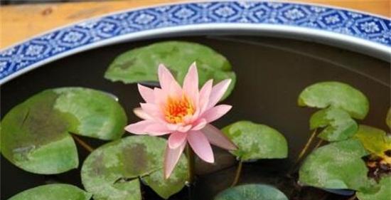 如何成功养殖睡莲（睡莲养殖的方法和注意事项）